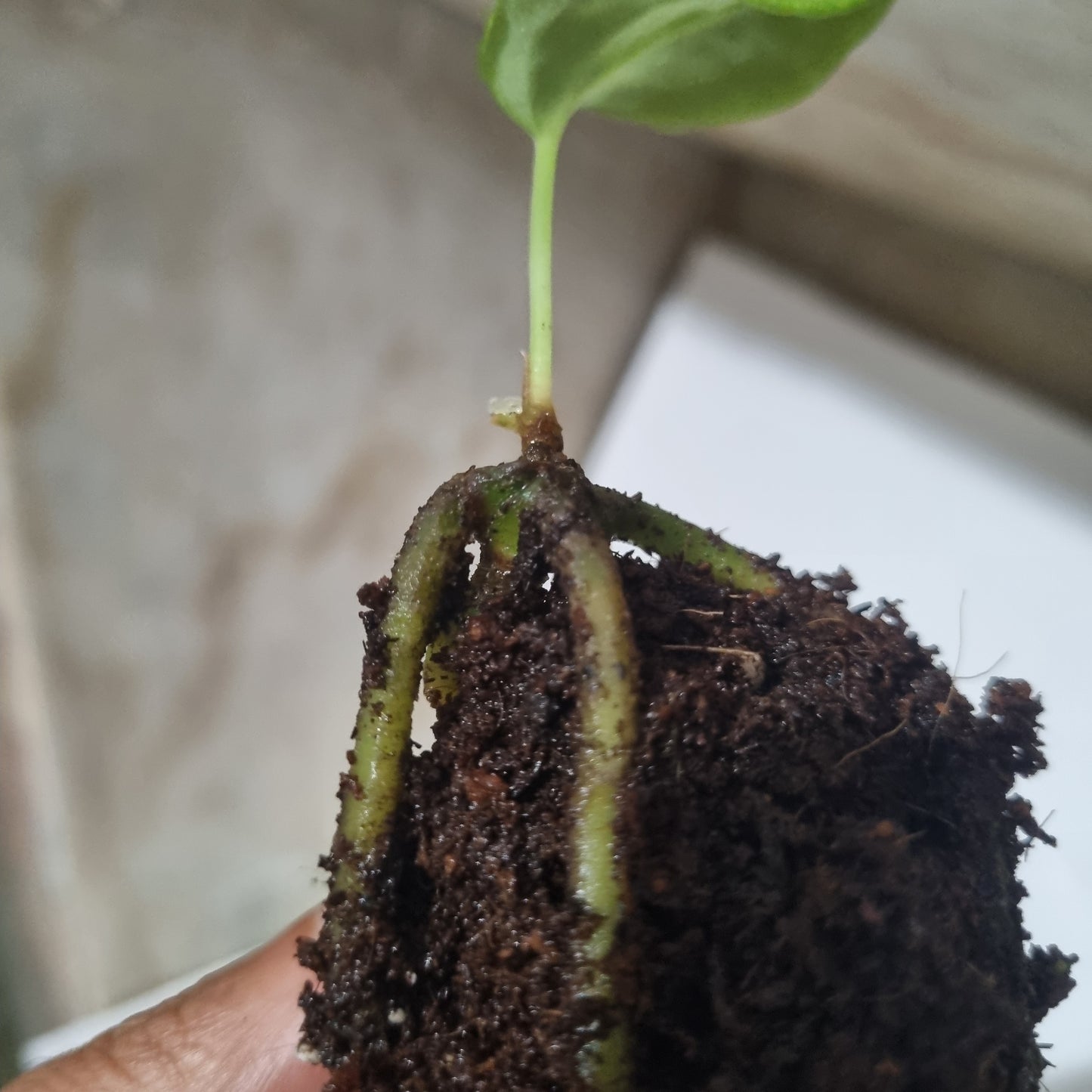Anthurium BVEP 'Laila' OG