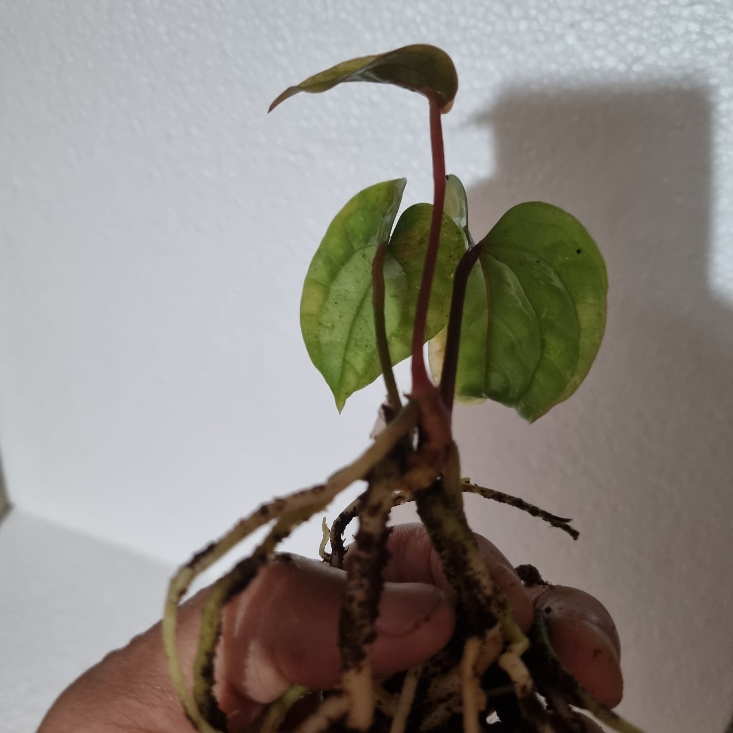 Luxurians X Radicans cutting