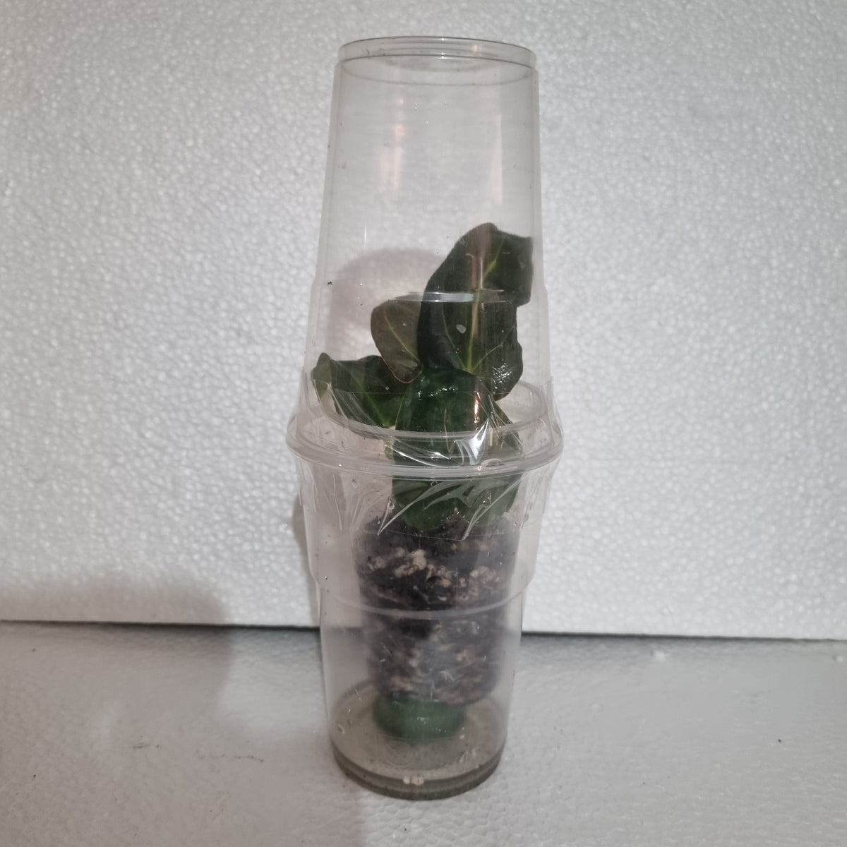 Hoffmanii green Variegatta cutting
