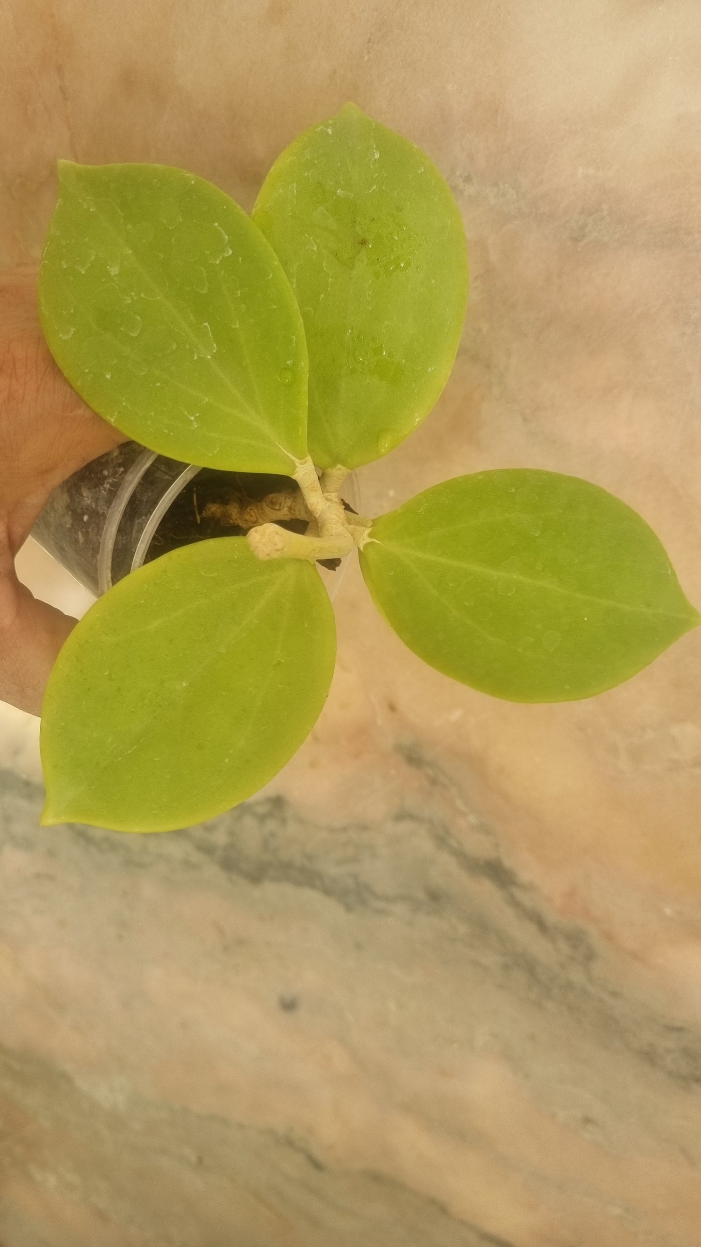 Hoya Paticlada