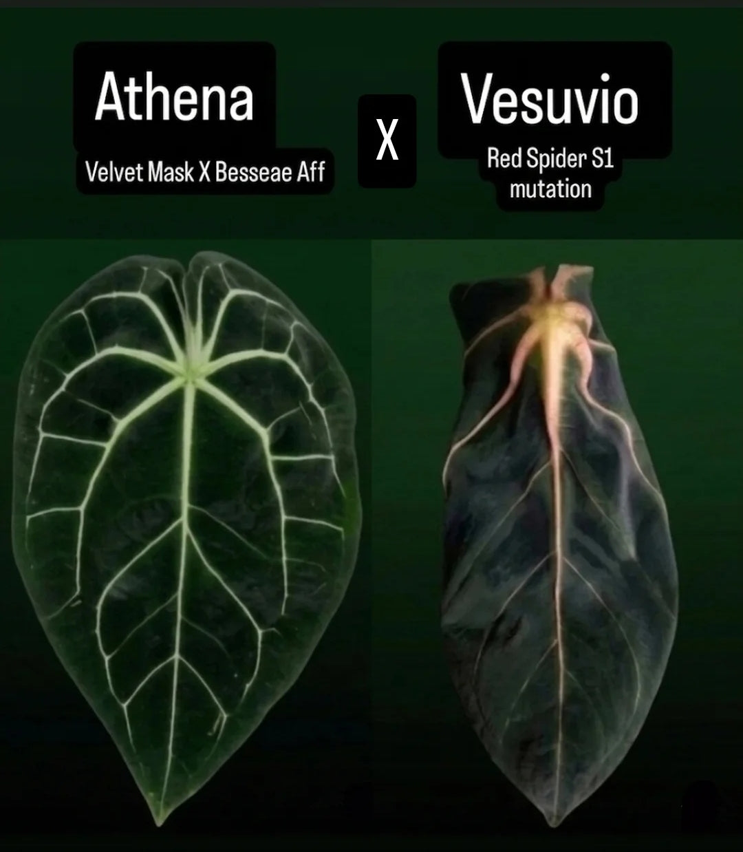 Anthurium Athena X Vesuvio seedling