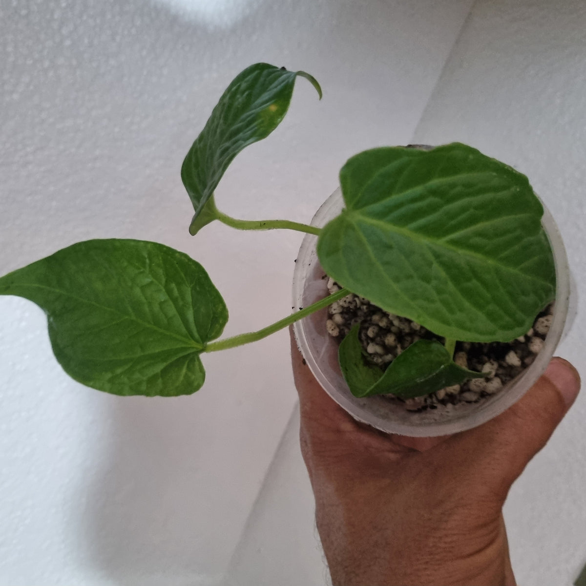 Anthurium Splendidum