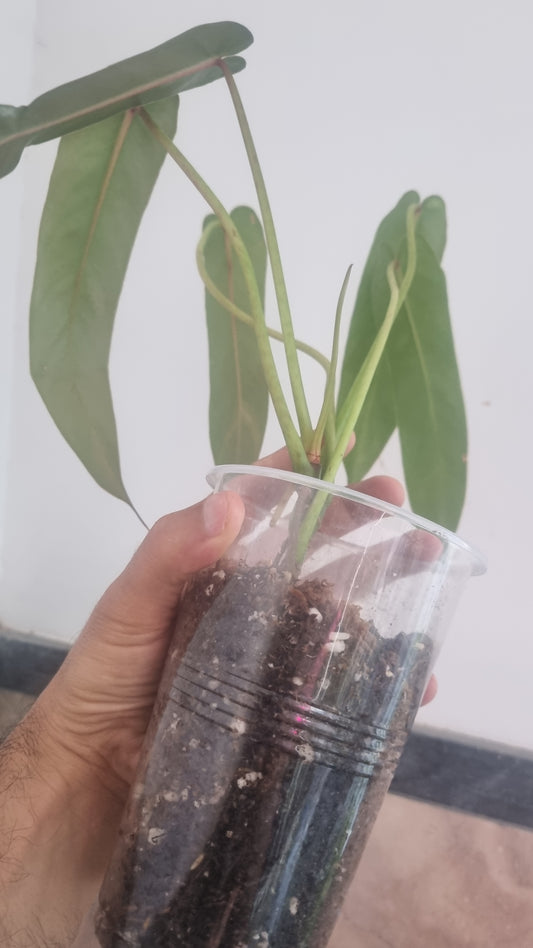 Philodendron Spiritus Sancti