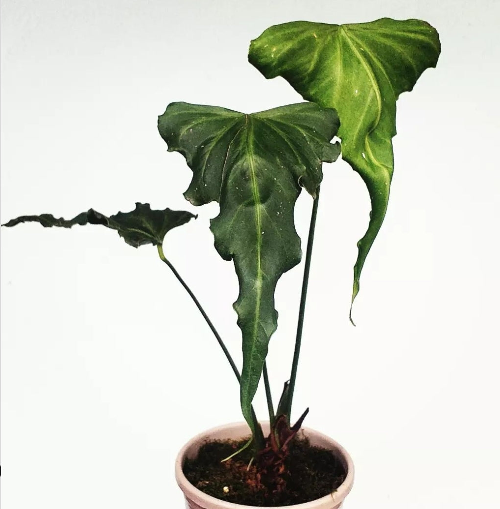 Anthurium Kite MG