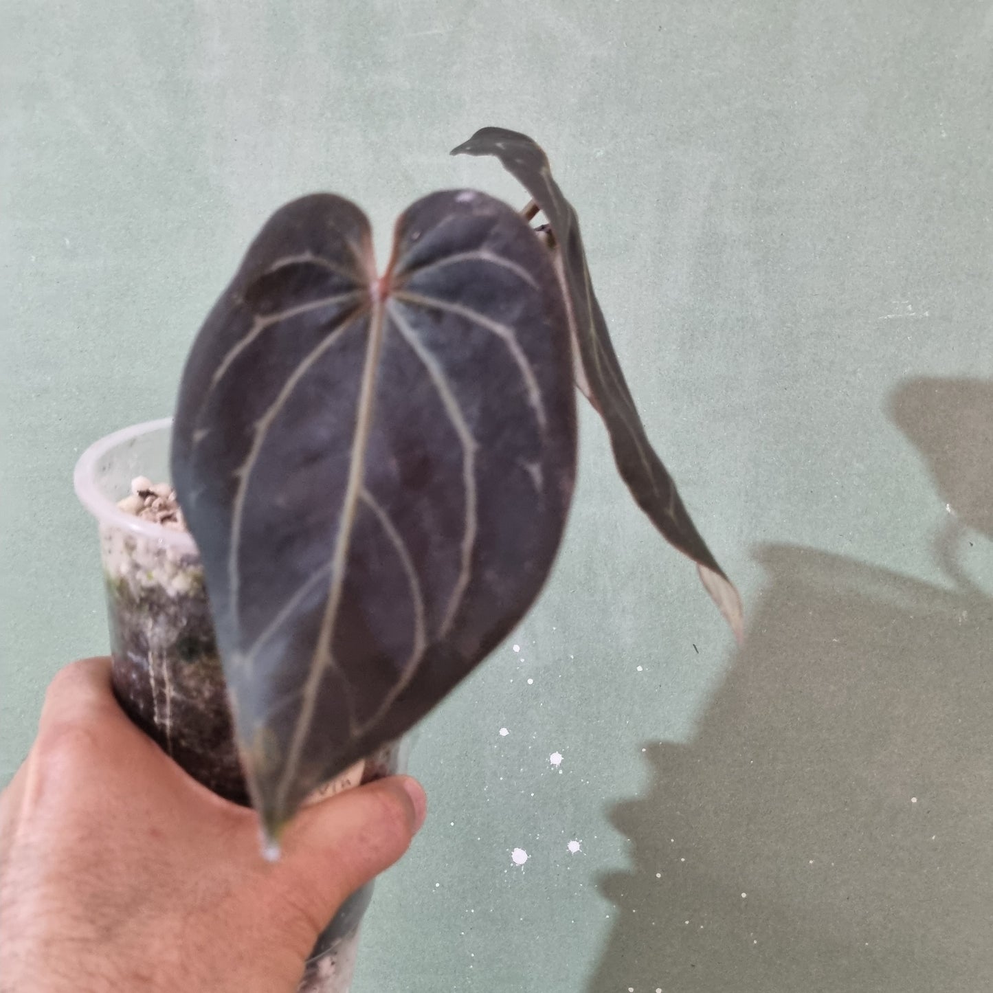 Super Dark, Black Widow X Red Velvet Cake select specimen
