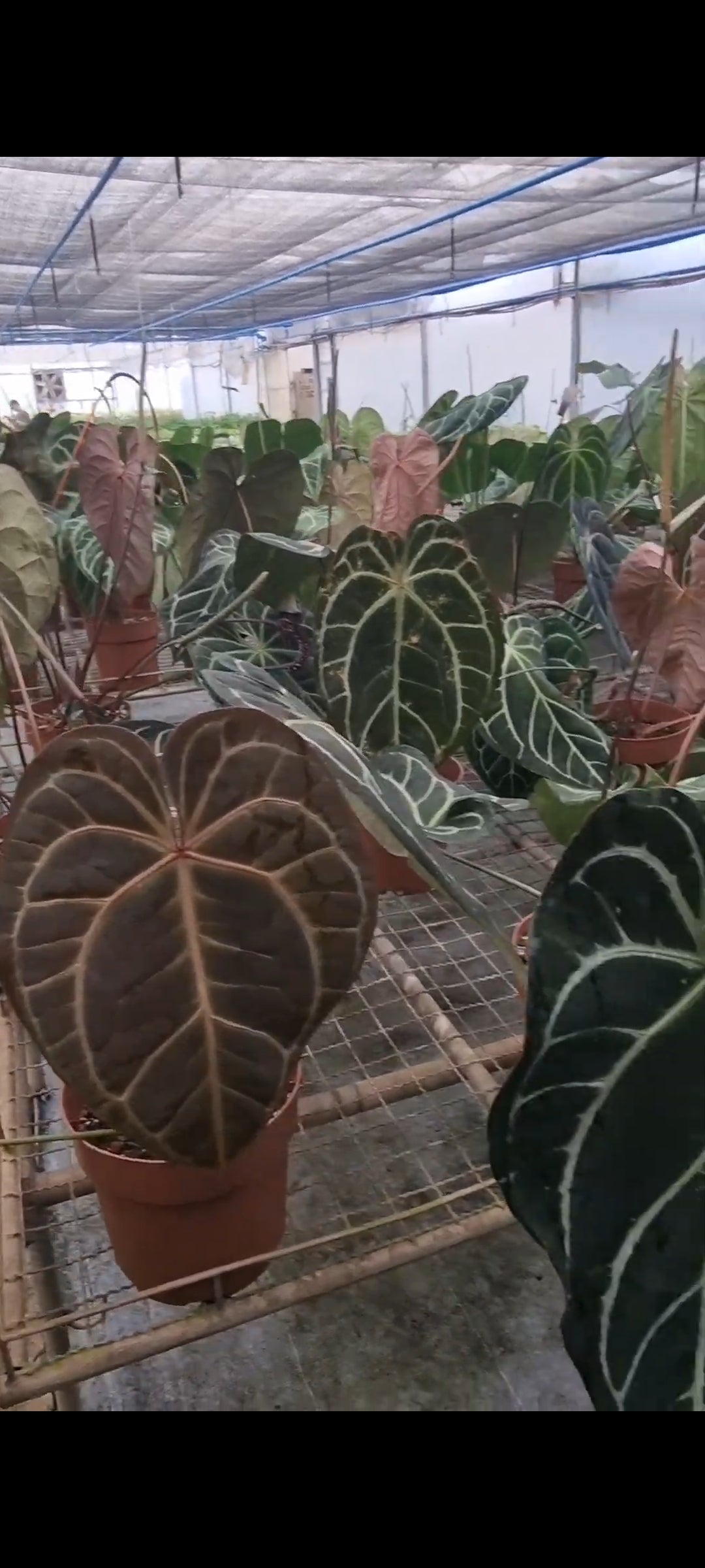 3 Anthurium Botanik(Brazil) seedlings