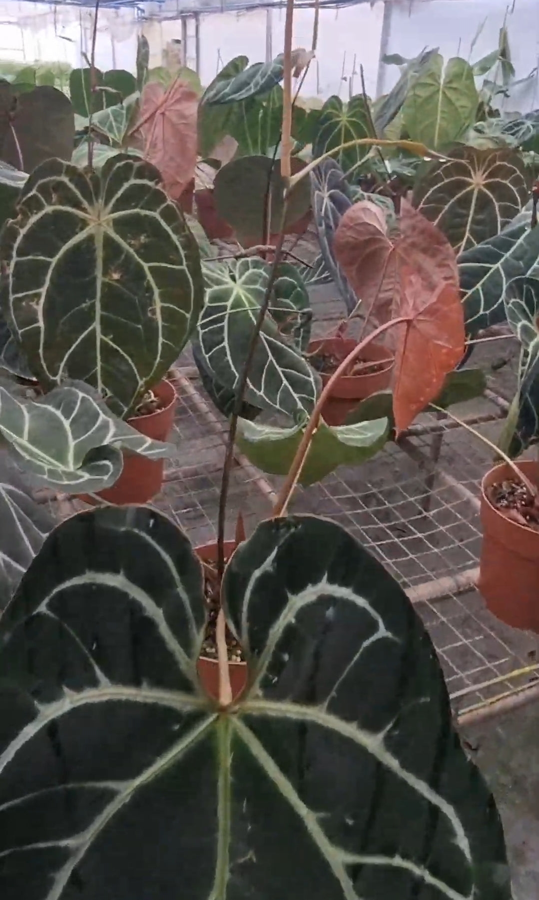3 Anthurium Botanik(Brazil) seedlings