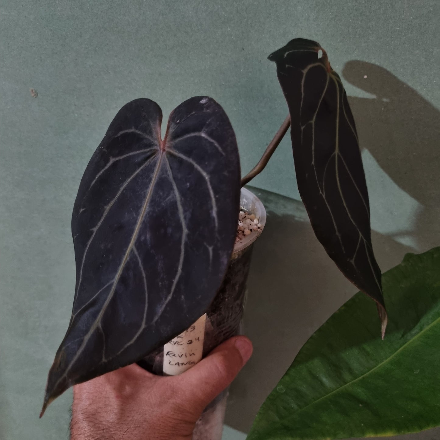 Super Dark, Black Widow X Red Velvet Cake select specimen