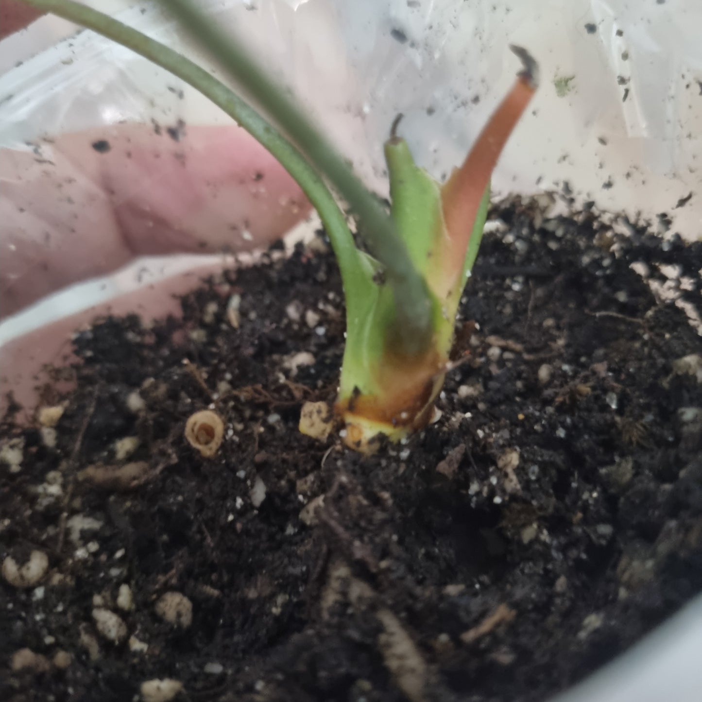 Anthurium Marcusianum