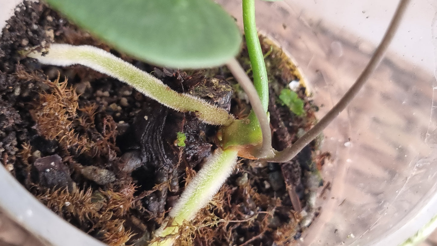 Anthurium Marcusianum
