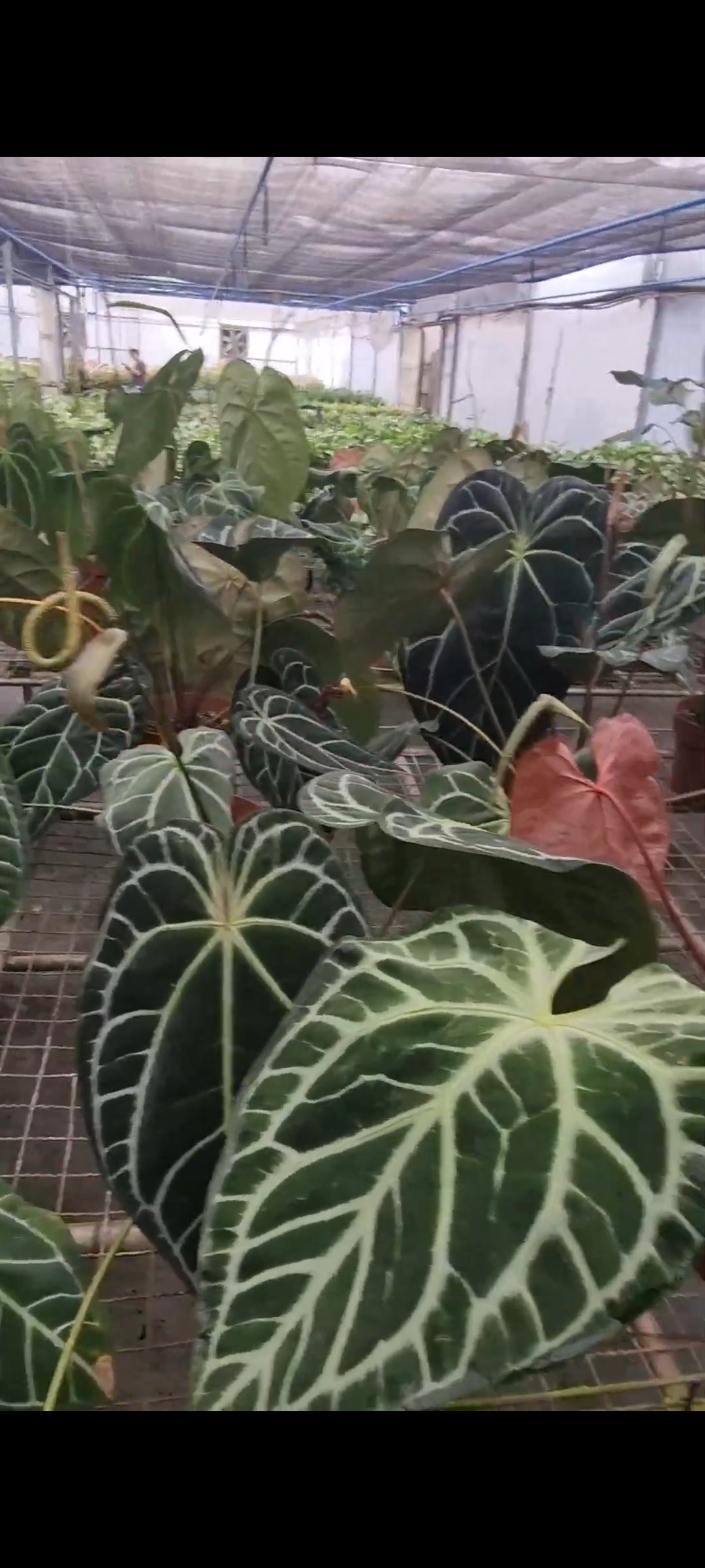 3 Anthurium Botanik(Brazil) seedlings