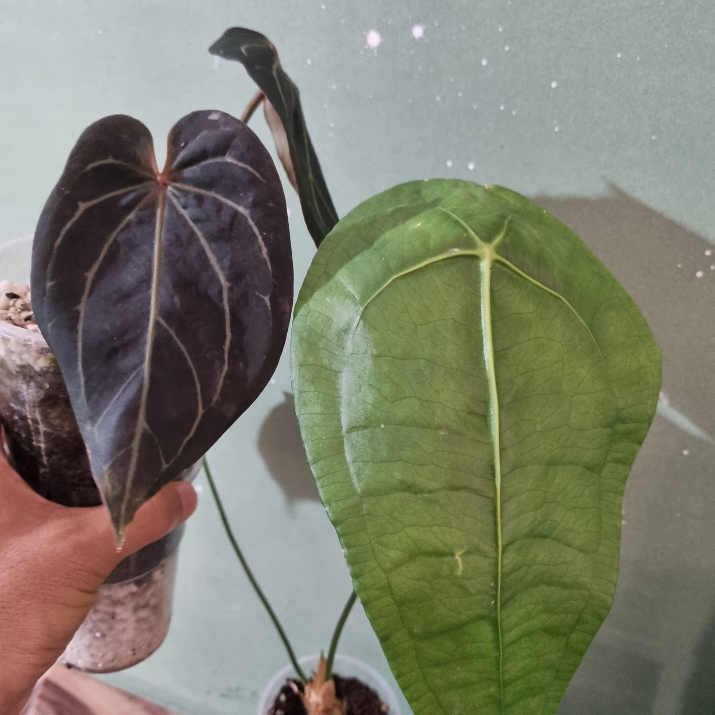Super Dark, Black Widow X Red Velvet Cake select specimen