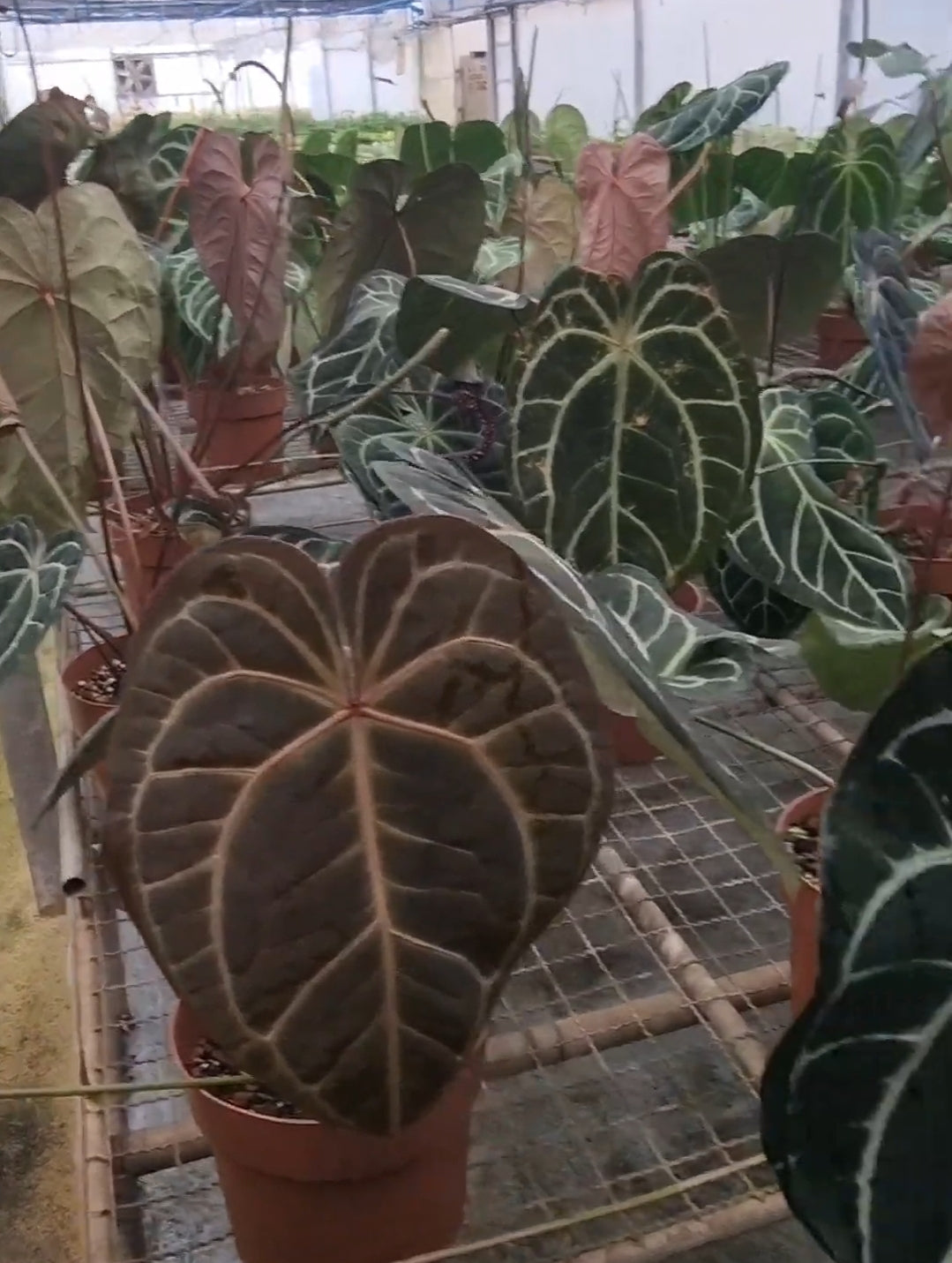 3 Anthurium Botanik(Brazil) seedlings