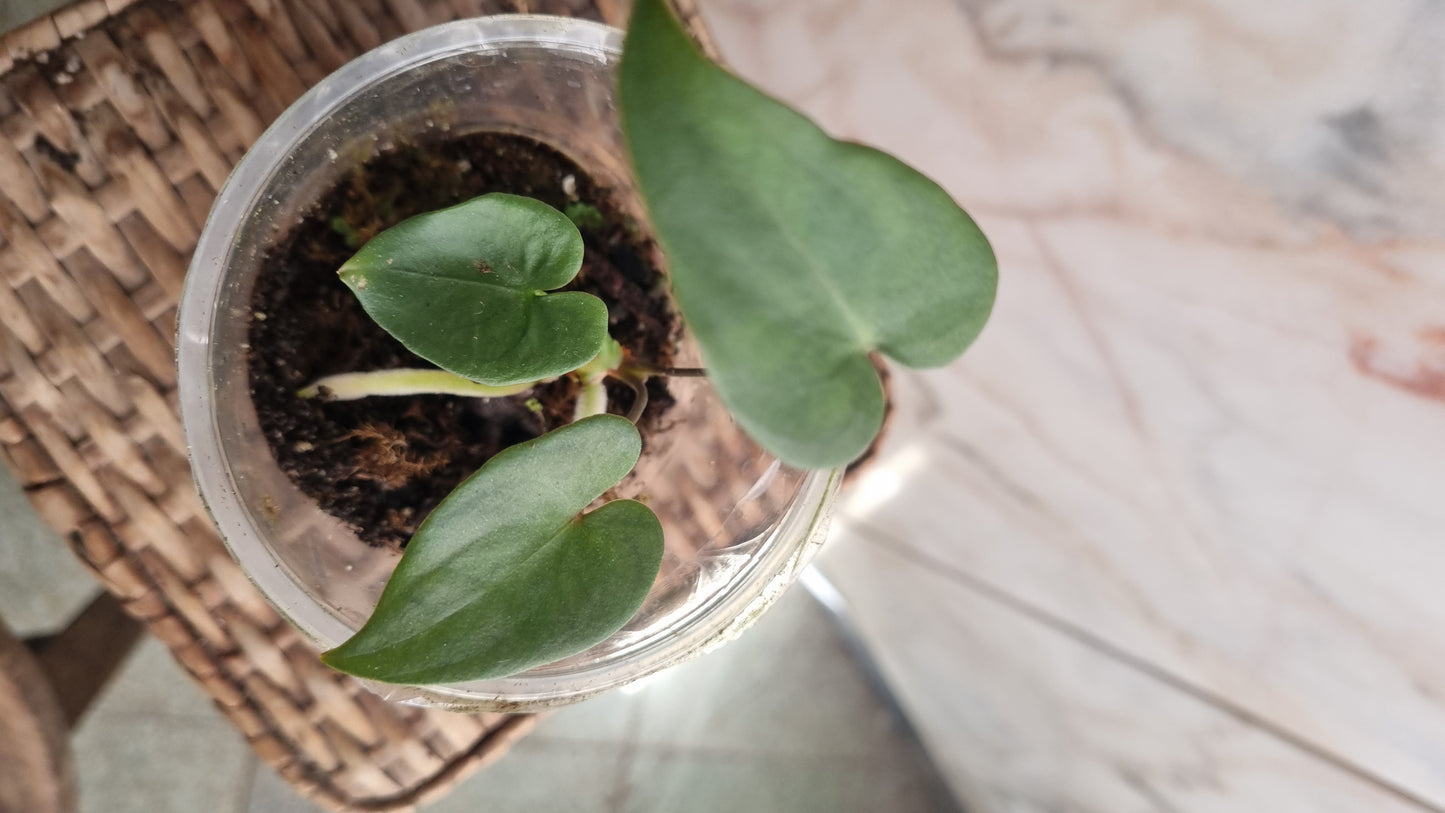 Anthurium Marcusianum