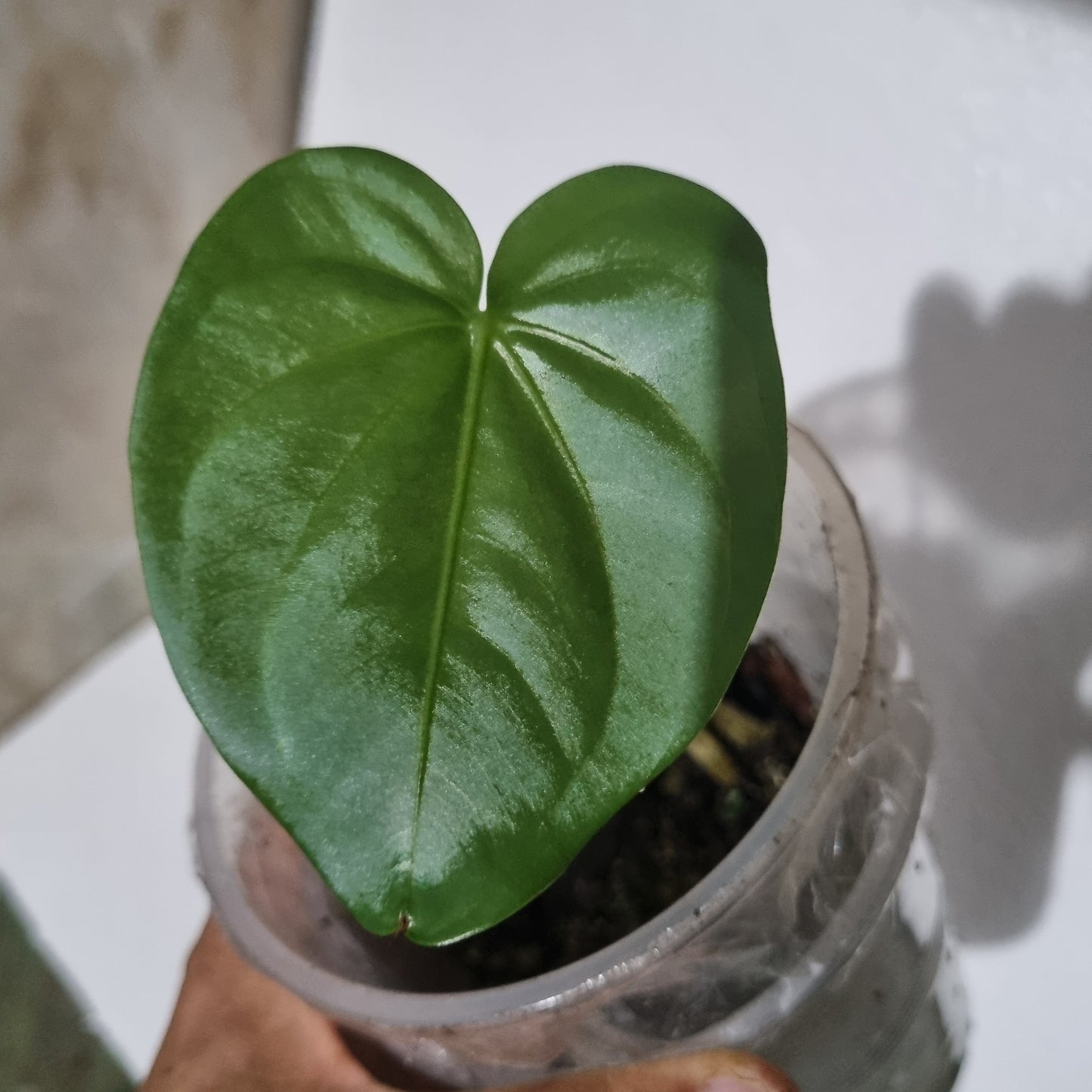 Anthurium Alto Fluminense S1