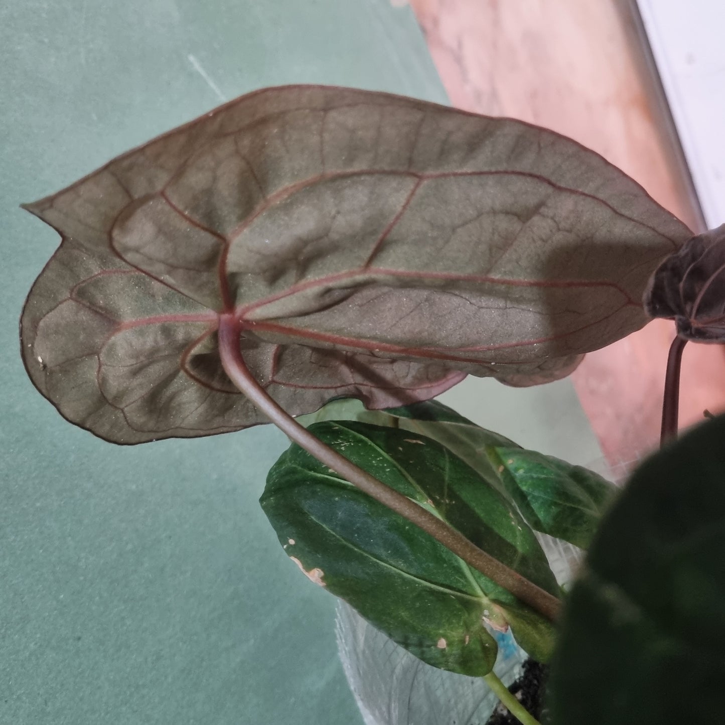 Hoffmanii green Variegatta cutting