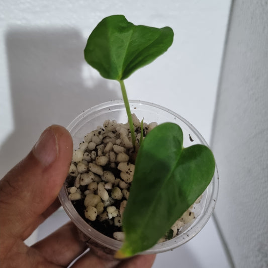 Anthurium BVEP 'Laila' OG