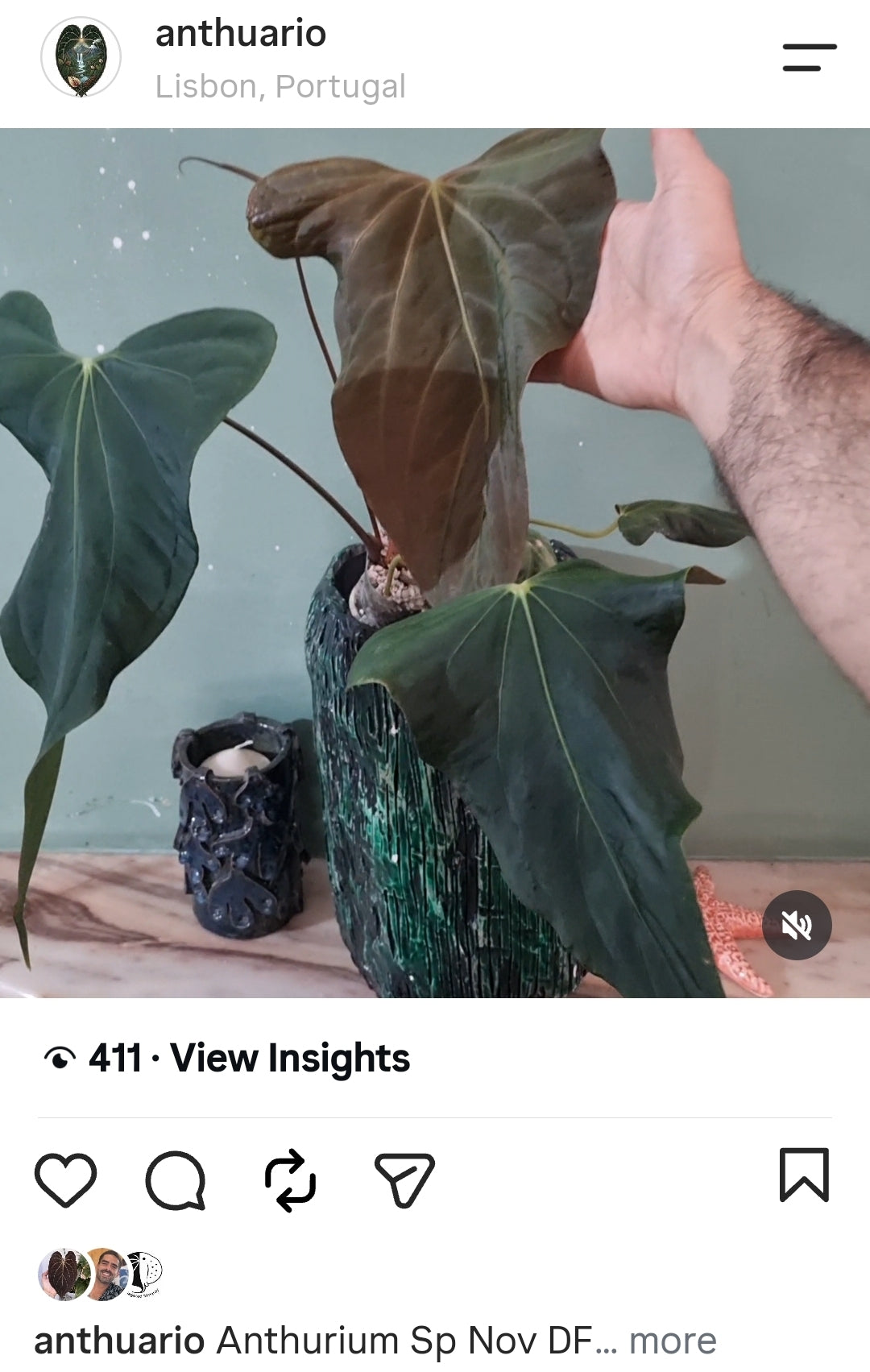 Anthurium Sp Nov Df