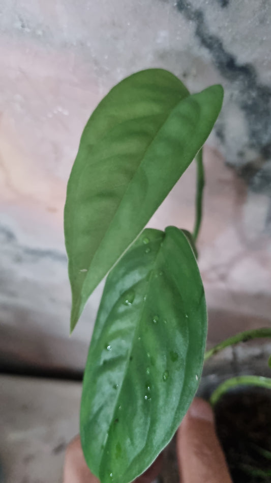 Monstera sp from Rio de Janeiro