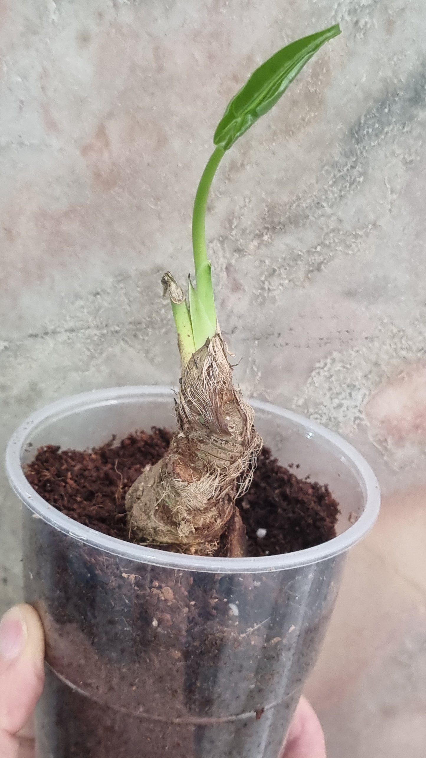 Anthurium Kolmanii (sp Peltado)