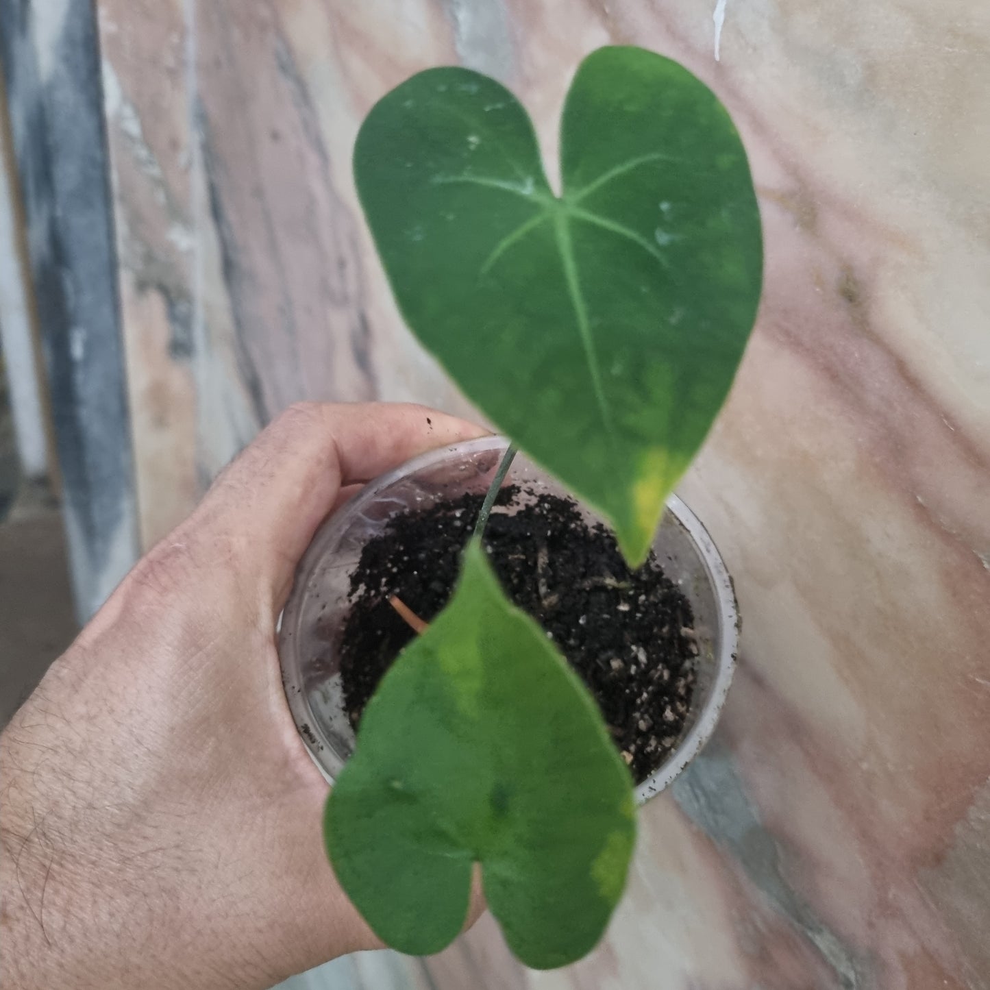 Anthurium Marcusianum