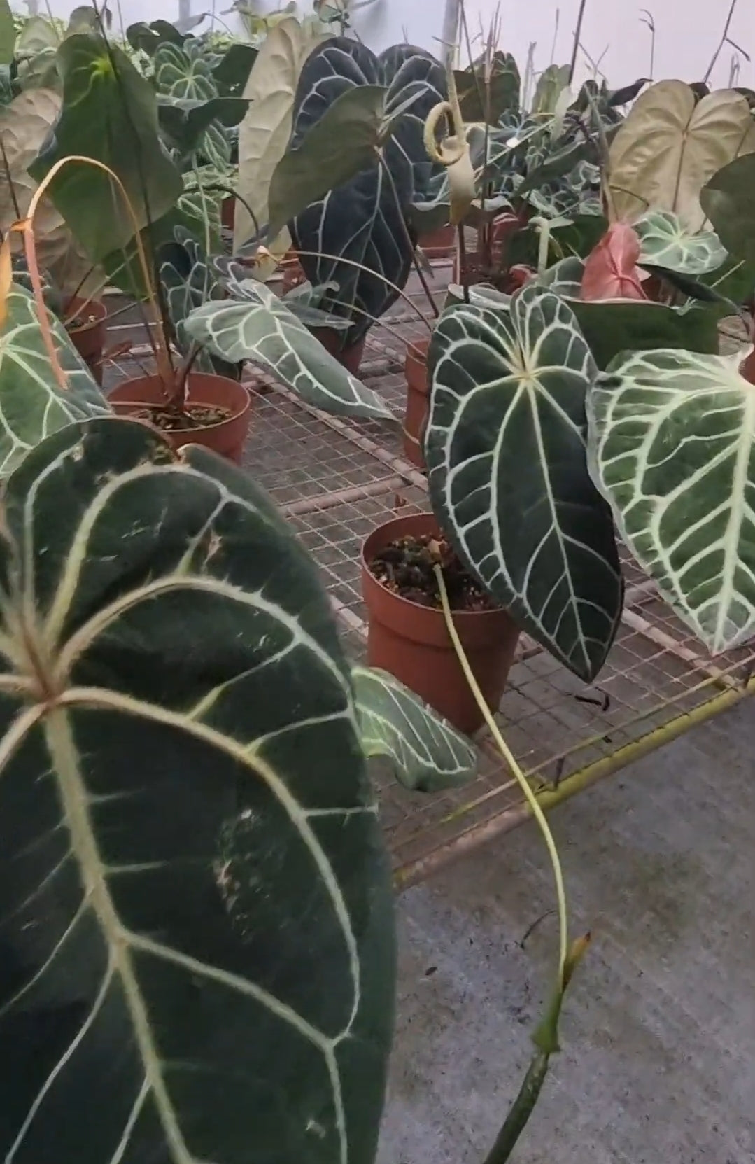 3 Anthurium Botanik(Brazil) seedlings
