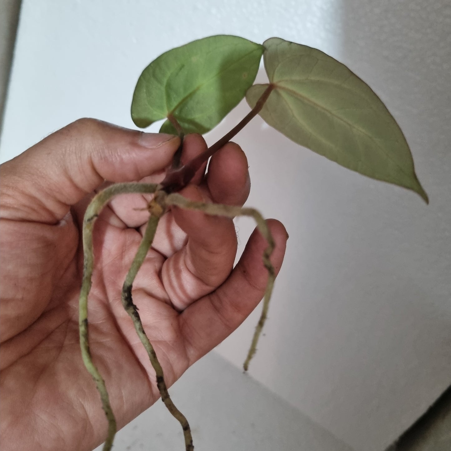 (Dark Mamma X pap) X Besseae Aff