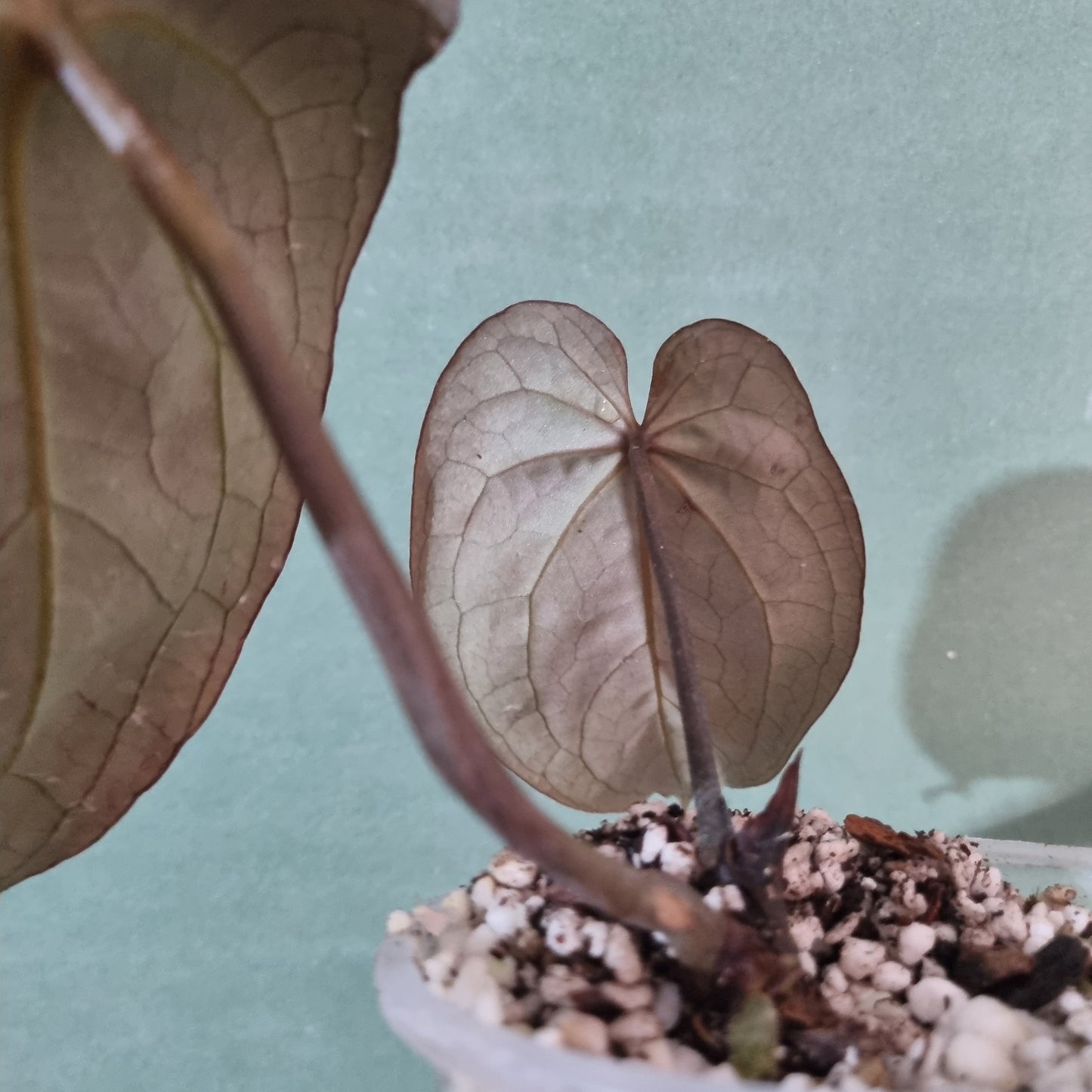 Super Dark, Black Widow X Red Velvet Cake select specimen