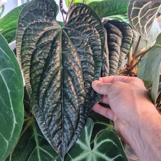 Luxurians X Radicans cutting