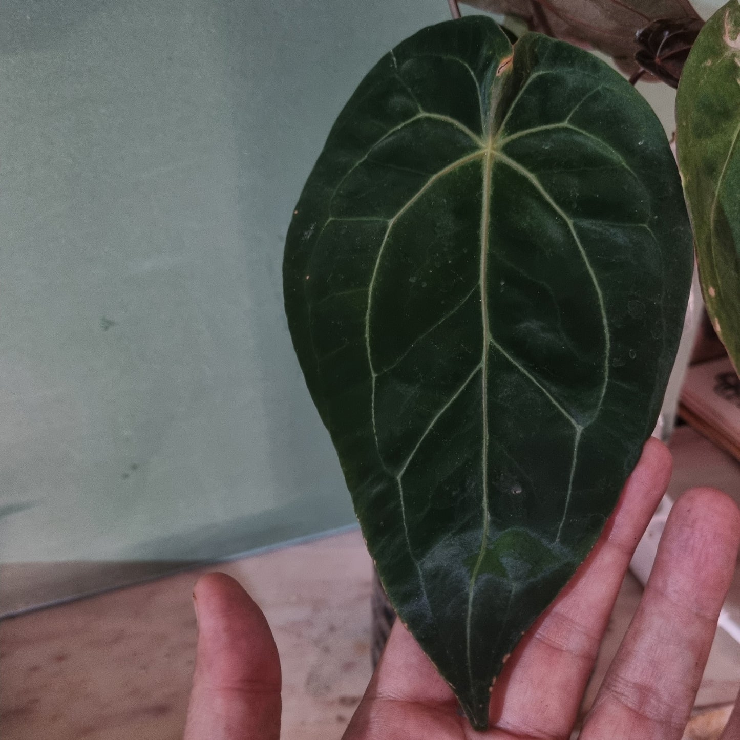 Hoffmanii green Variegatta cutting