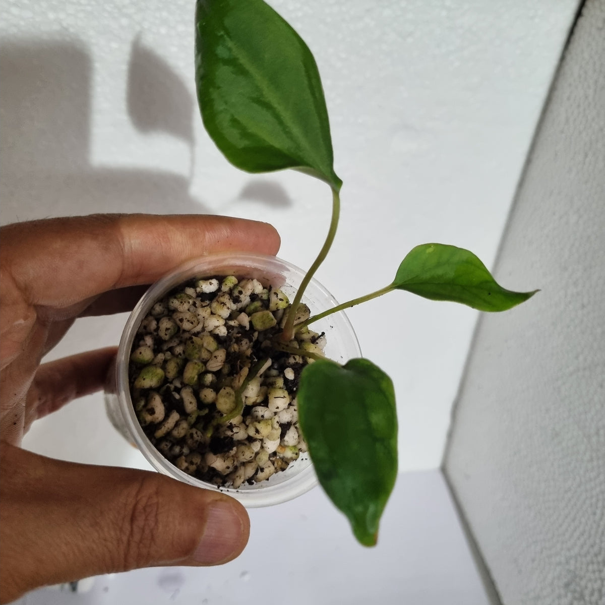Anthurium Sp Nov Df