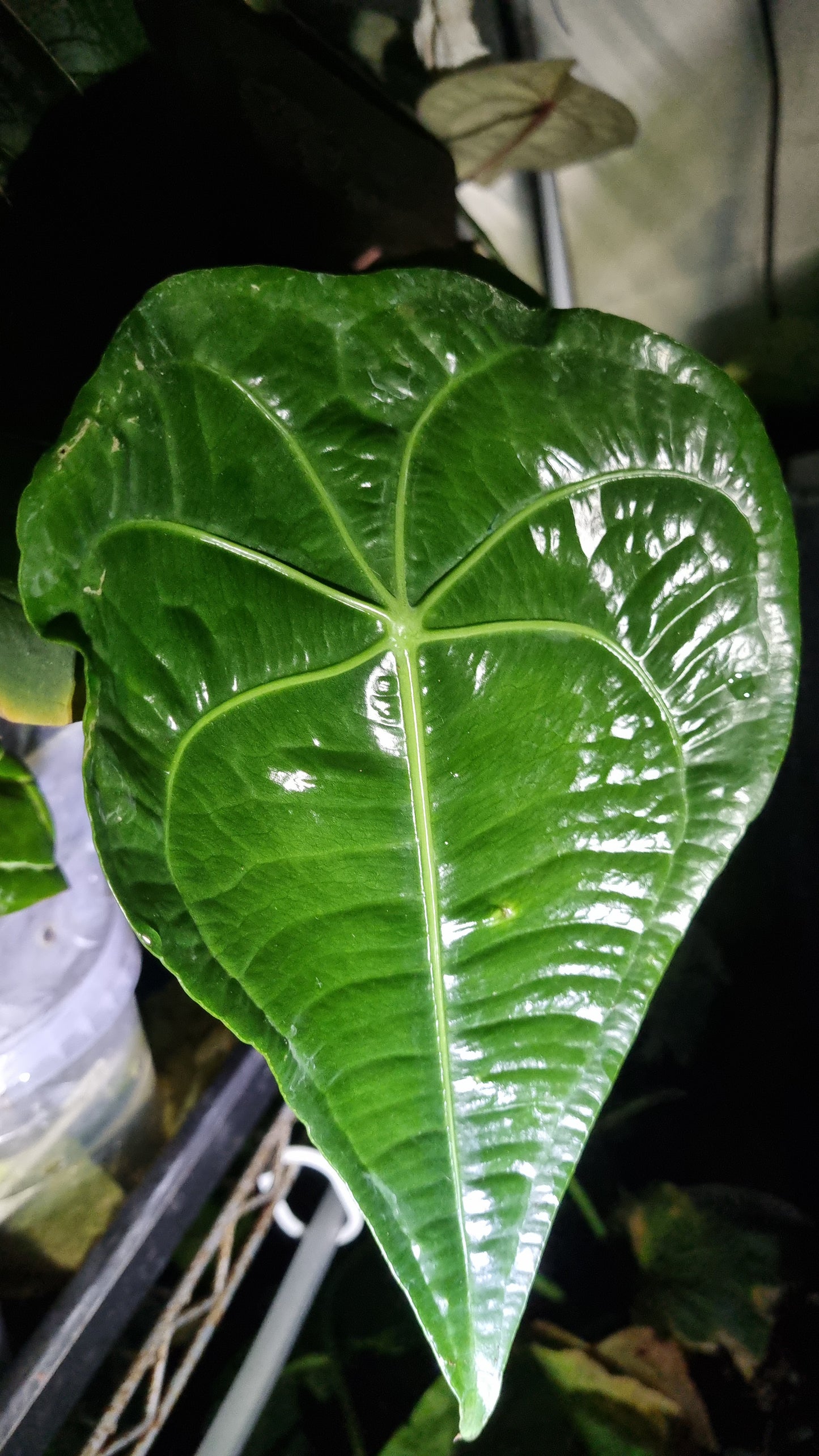 Anthurium Kolmanii (sp Peltado)