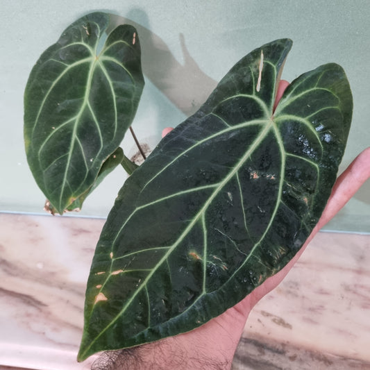 (Dark Mamma X pap) X Besseae Aff
