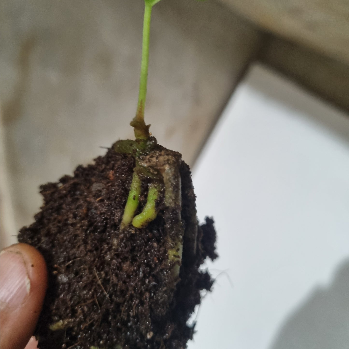 Anthurium BVEP 'Laila' OG