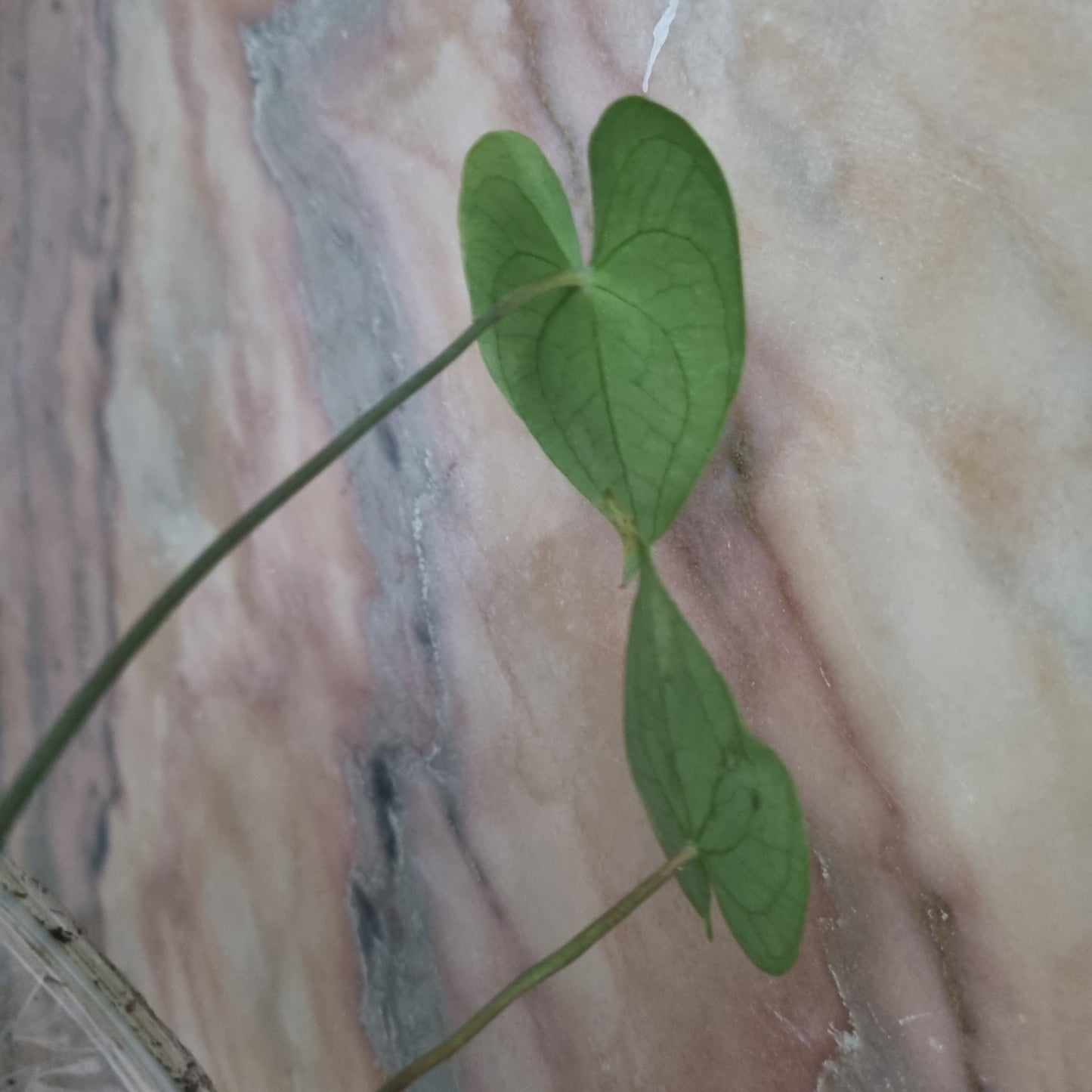 Anthurium Marcusianum