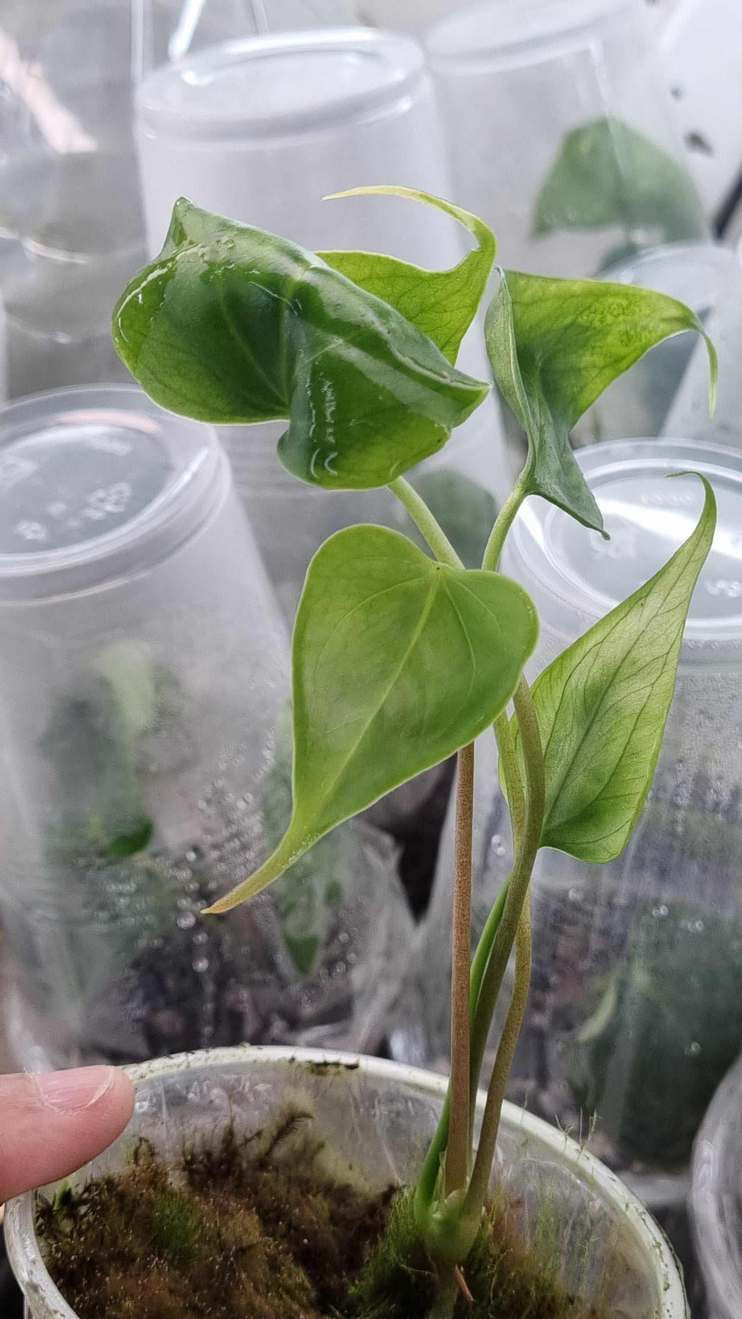 Anthurium Kite MG