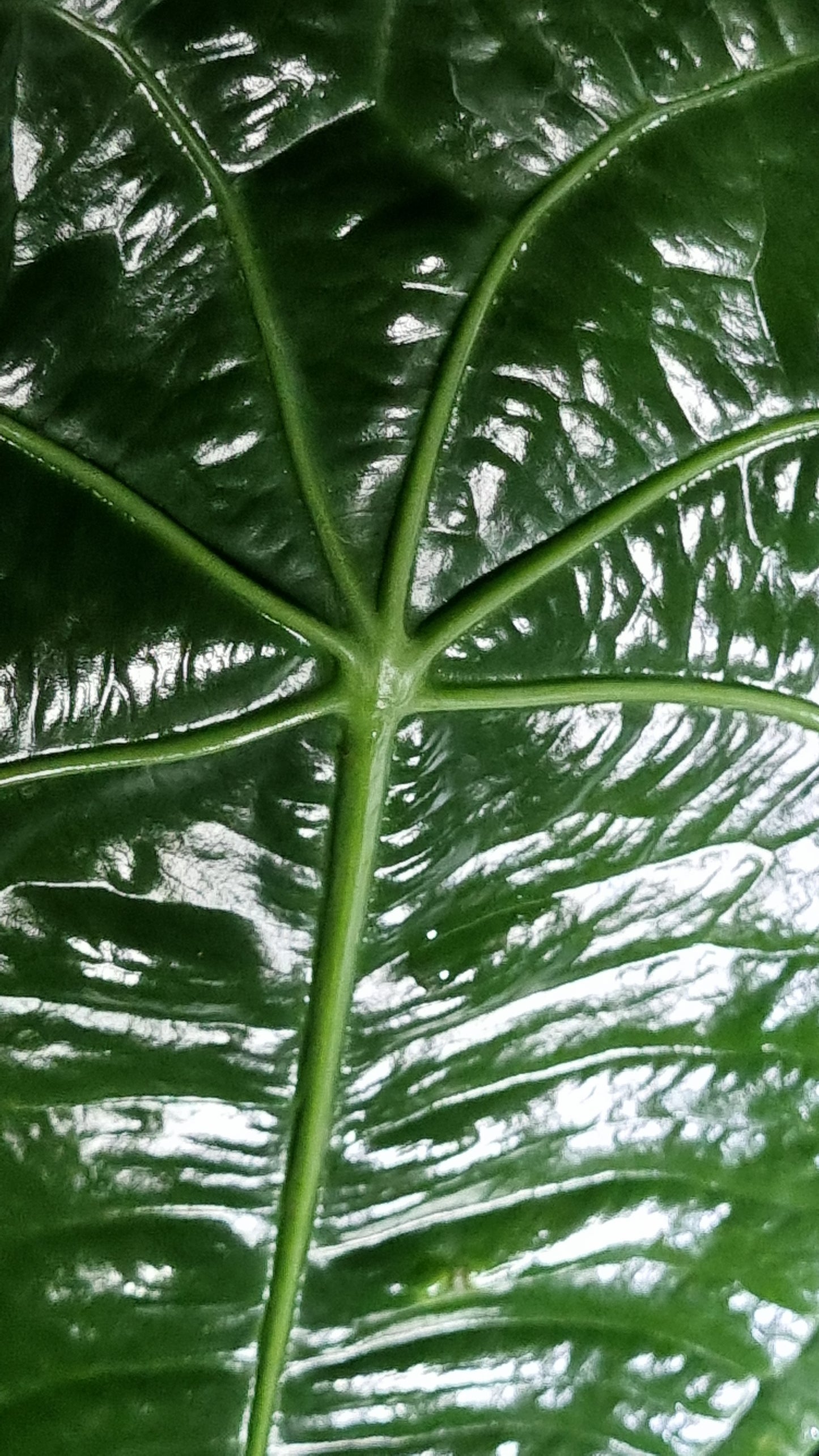 Anthurium Kolmanii (sp Peltado)