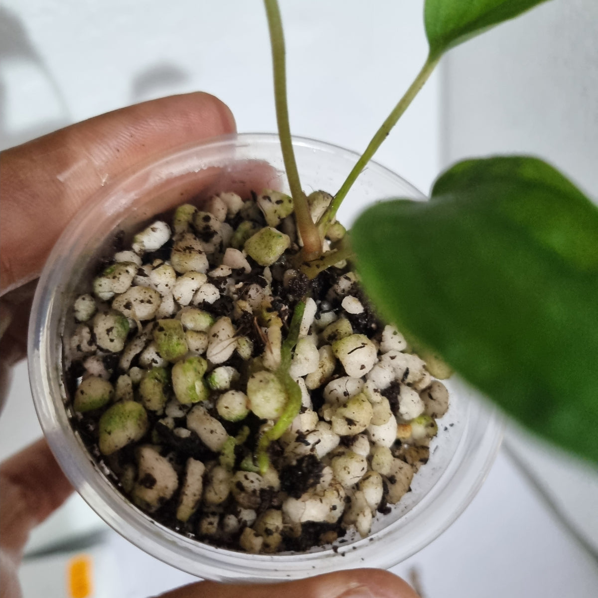Anthurium Sp Nov Df