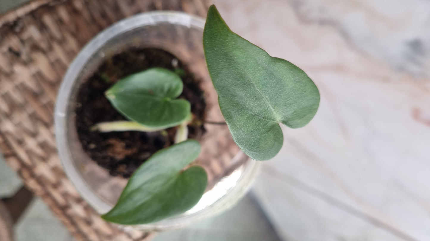 Anthurium Marcusianum