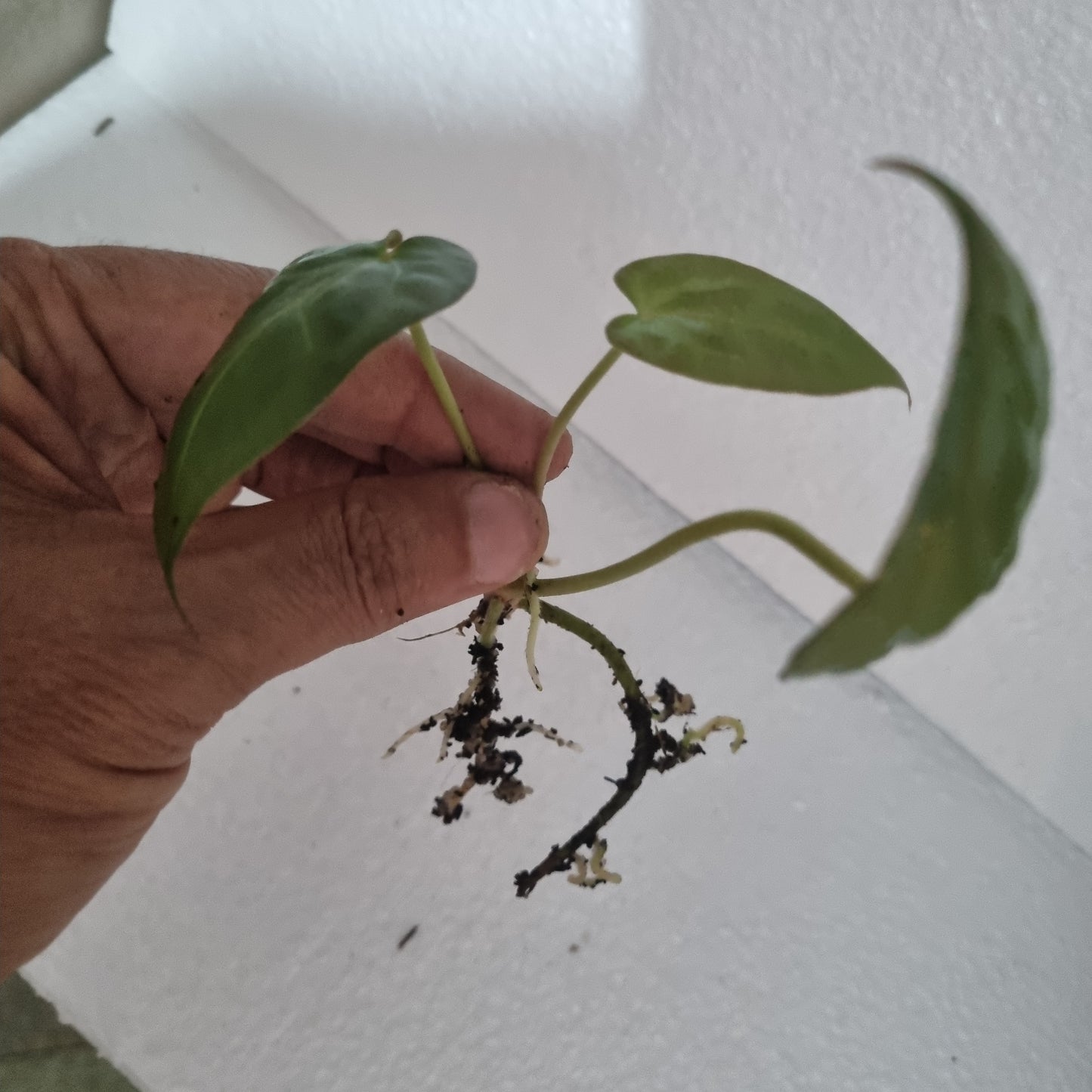 Hoffmanii green Variegatta cutting