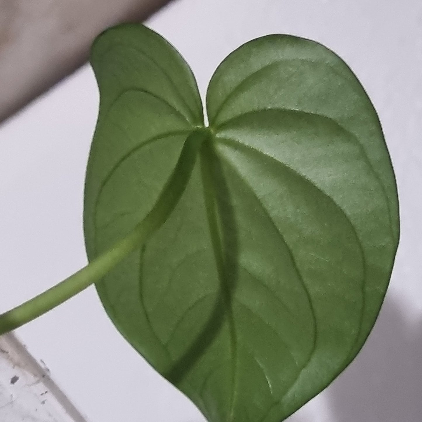 Anthurium Alto Fluminense S1