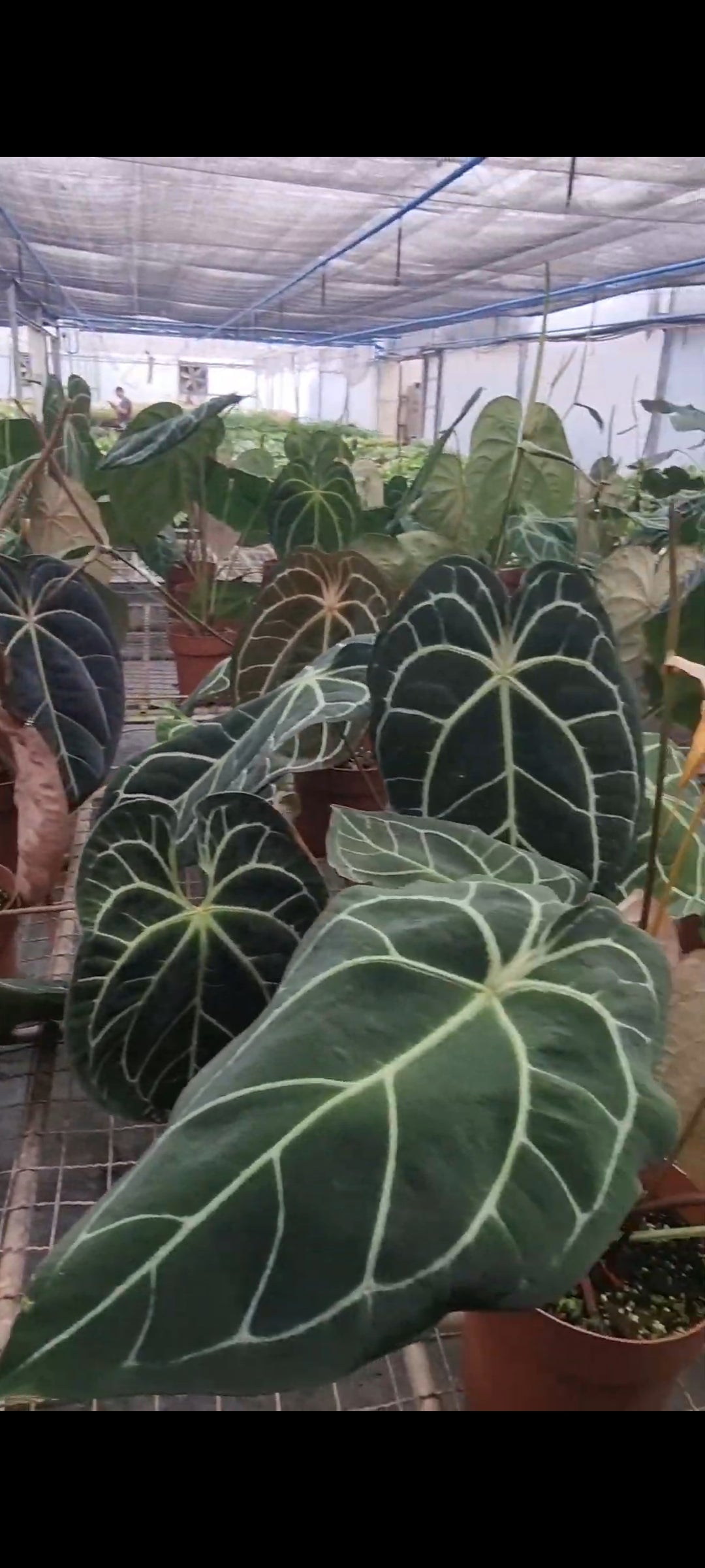 3 Anthurium Botanik(Brazil) seedlings