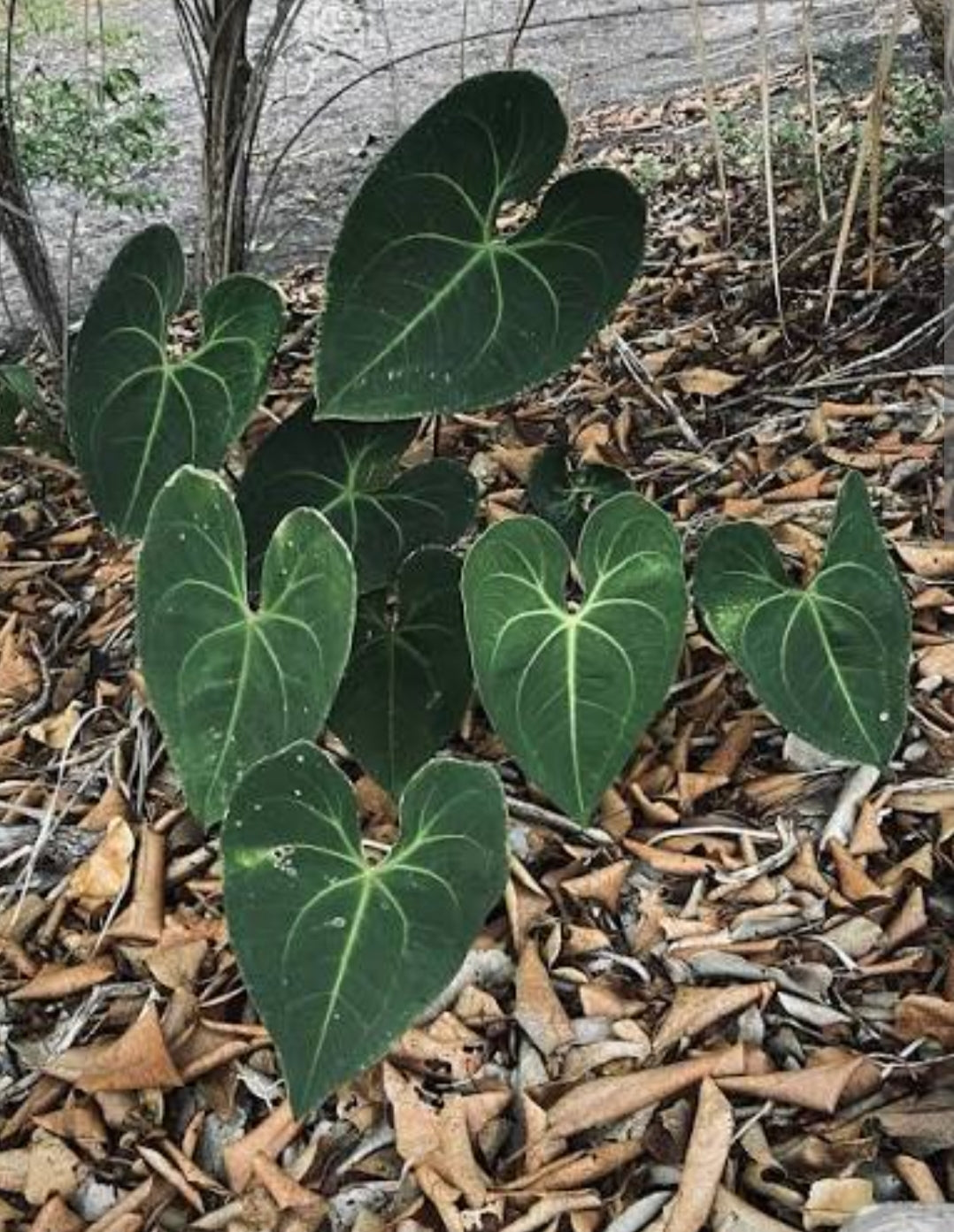 Anthurium Marcusianum