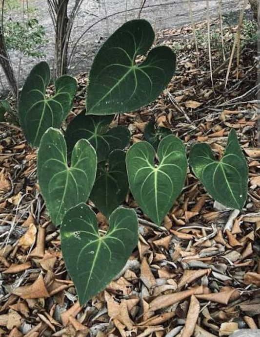 Anthurium Marcusianum