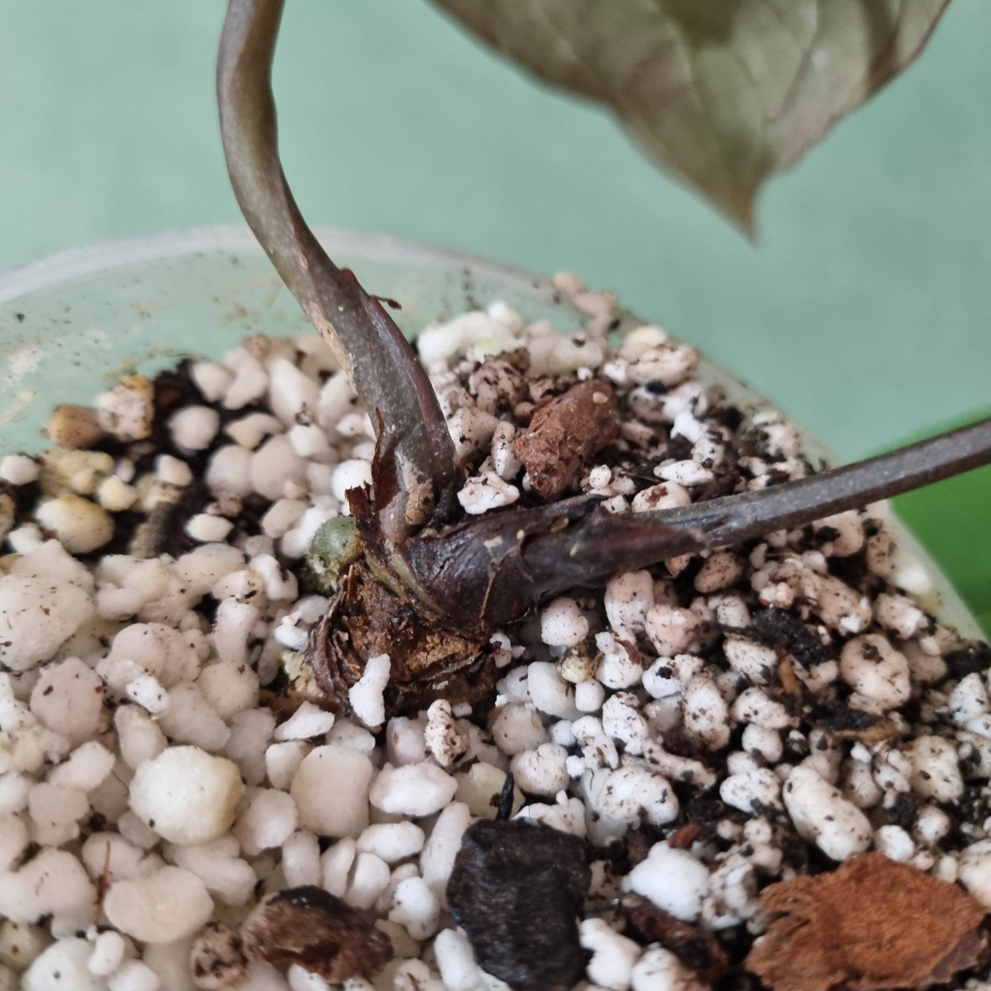 Super Dark, Black Widow X Red Velvet Cake select specimen