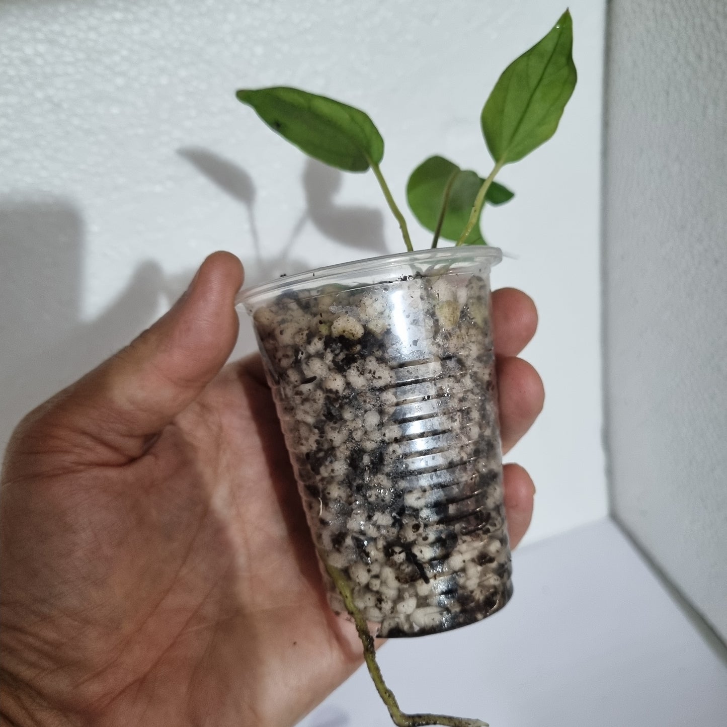 Anthurium Sp Nov Df