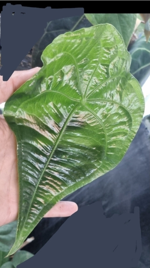 Anthurium Kolmanii (sp Peltado)