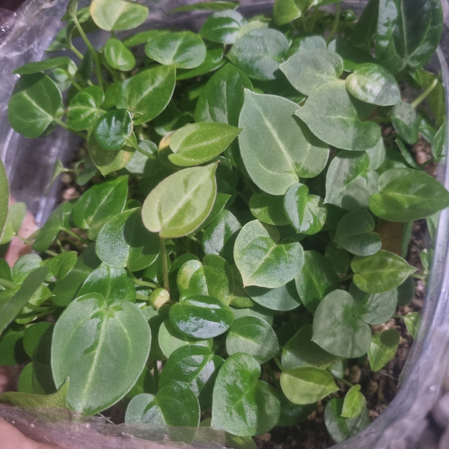 3 Anthurium Botanik(Brazil) seedlings
