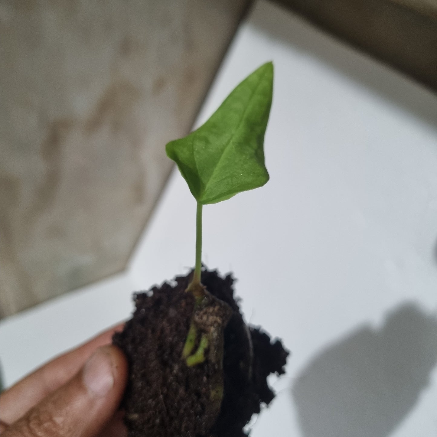 Anthurium BVEP 'Laila' OG